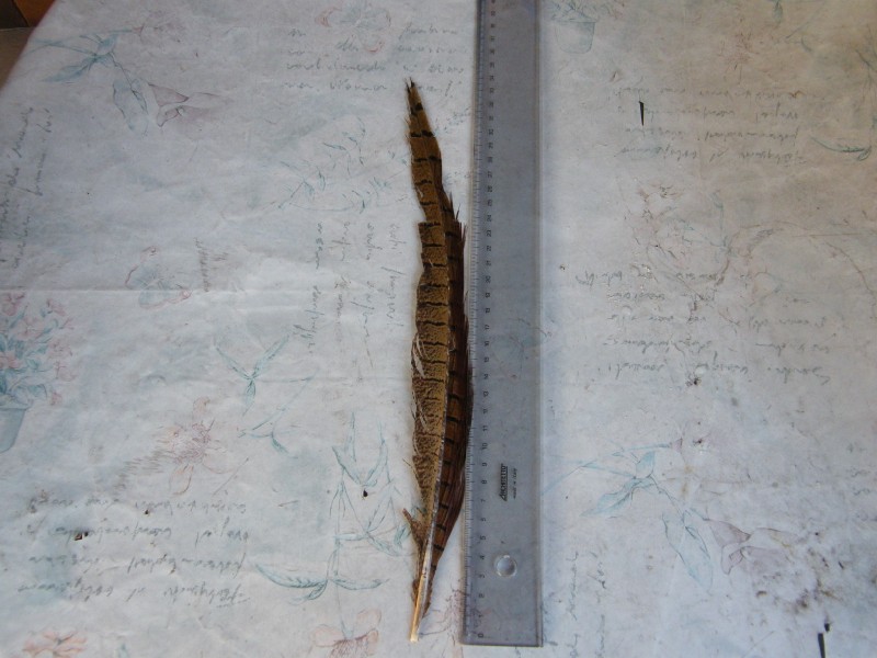 timoniera-fagiano comune maschio(Phasianus colchinus)
